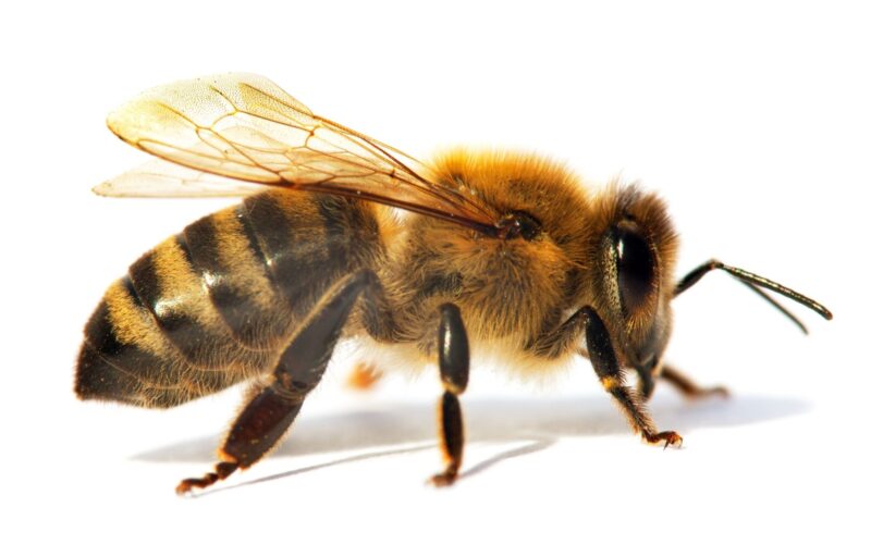 bee